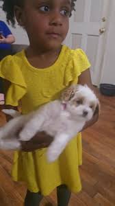 So we just brought home our new babygirl Ellie (shes tiny)!!! My daughter  and her will be besties(Obviously). , We were getting outnumber by  testosterone in the house!!! Not sure if Bruno is a fan ...