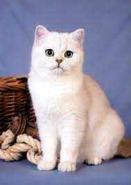 Ch castello rossi julia (bri … British Shorthair Silver Shaded Point Novocom Top