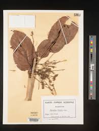 Image result for Homalium abdessammadii