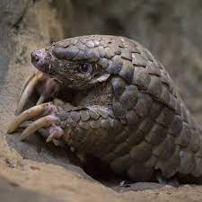 Scale your defi trading with pangolin. Chinese Pangolin Facts