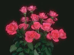 Image result for free stock roses on black background
