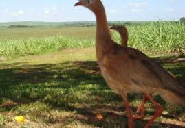 Image result for Sericorema