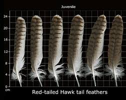 Many of us remember the magical time of our lives when we were young and just starting out in the world. The Feather Atlas Feather Identification And Scans U S Fish And Wildlife Service Forensics Laboratory