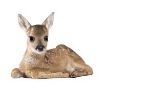 Und das in der wunderschönen atmosphäre im christlichen gästezentrum westerwald, großem spielplatz, schwimmbad und viel gelegenheit zum austausch mit anderen omas und mamas. Wie Viel Schlafen Rehe Eigentlich