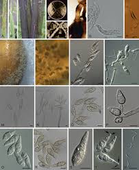 Image result for Pycnospora