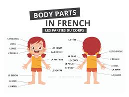 Then, you have clicked on the right page. French Body Parts 80 Words To Add To Your Vocabulary