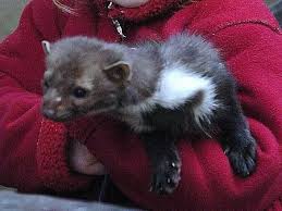 Image result for kuna lesní obrázky