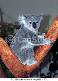 Tumble science explains… koala shocker! Reizendes Baby Koala Baby Koala Baren Pausen In Seinem Aufstieg Oben Ein Eukalyptus Baum Um Die Kamera Zu Sehen Barenmund Canstock