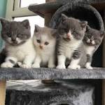 bicolor british shorthair cat | Blue+and+white+british ...