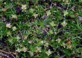 Image result for Sagina