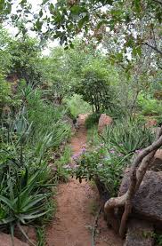 Image result for Kedrostis foetidissima