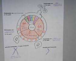 Live worksheets > english > biology > cell cycle. Cell Division And Mitosis Worksheet Answer Key And 110 Best Cells Mitosis Images On Pinterest Cell Cycle Biology Classroom Biology Lessons