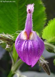 Image result for Brillantaisia pubescens