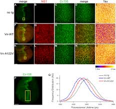 Expect carrier delays due to covid19. Influenza Ns1 Directly Modulates Hedgehog Signaling During Infection
