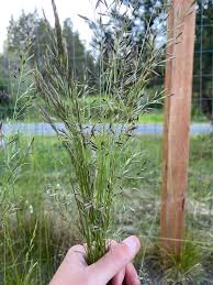Image result for Diheteropogon amplectens