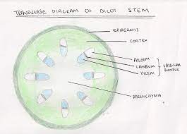 9 1 Transport Systems In Plants A Level Biology Student