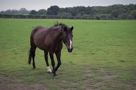 Check spelling or type a new query. When Does A Horse Become Old Spillers Feeds