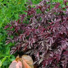 Image result for Hibiscus acetosella