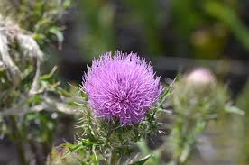 Maybe you would like to learn more about one of these? Cirsium Horridulum Wikipedia