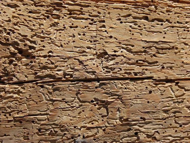 How To Treat Woodworm In A Door & Prevent Re-infestation