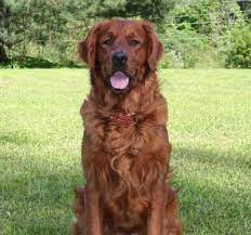 As most of you know, windy knoll goldens has moved to bradford, maine which is a small rural town in the country. 28 Rr Ideas Golden Retriever Dogs Golden Retriever Retriever