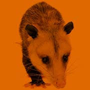 Service area:serving the mid shore,locally and family owned business. Bay Area Wildlife Solutions Delaware And Maryland Animal Removal