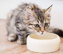 What To Feed A Cat With An Upset Stomach Home Remedies