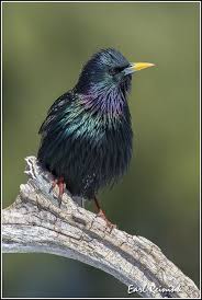 Backyard Birds Of Middle Tennessee European Starling Starling Beautiful Birds Birds