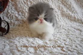 Persian kittens for sale california craigslist. Grumpy Cat Kittens For Sale Grumpy Cat