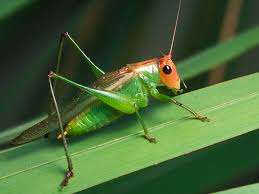 Image result for Erythrocephalum