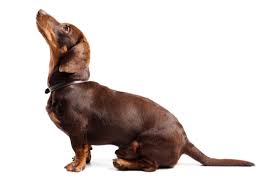 Find the best responsible breeders in the country, screened to meet the highest standards. Dachshund Puppies For Sale In Alabama Adoptapet Com