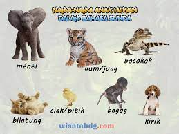 Maybe you would like to learn more about one of these? Mengenal Nama Nama Anak Hewan Dalam Bahasa Sunda
