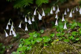 Image result for Linnaea borealis