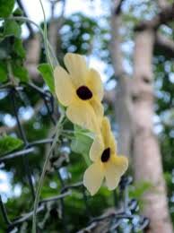 Image result for Thunbergia graminifolia