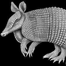 Tim Jeffs Art On Instagram Endless Scales Here S My Finished Nine Banded Long Nosed Armadillo I Lost Count At A 10 Armadillo Art Armadillo Animals Artwork