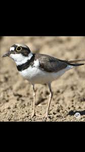 little ringed plover kucuk halkali cibilit kus
