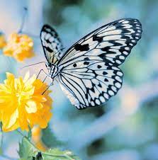 Man is able to get in touch with his inner. Flower And Butterfly Images Free Stock Photos Download 11 287 Free Stock Photos For Commercial Use Format Hd High Resolution Jpg Images