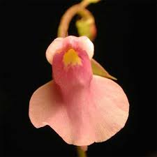 Image result for Utricularia sp.no.1