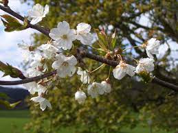White oak is a massive tree that can live to be an old tree. Spring Oak Haiku Dancing Beastie