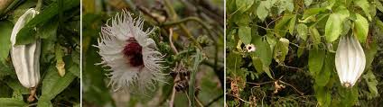 Image result for Telfairia occidentalis