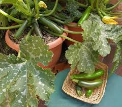 Check spelling or type a new query. Zucchini Astia Container Zucchini Perfect For Even The Teeny Tiniest Of Veggie Gardens Astia Stays A Cute Compact Plants Patio Plants Veggie Garden