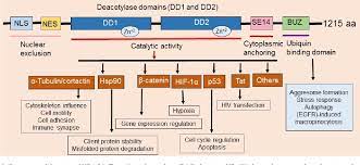 Role Of Histone Deacetylases 6 Hdac6 In Cancers Semantic Scholar