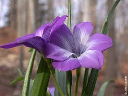 Image result for Tecophilaeaceae