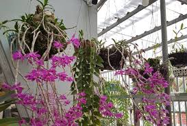 Lan đột biến là những cây hoa lan có cấu trúc nhiễm sắc thể mới hình thành nhưng khá lỏng lẻo biểu hiện qua hình thể như thân, lá, hoa khác biệt so với quần thể và chưa từng xuất hiện trước đó. Am áº£nh Lan Ä'á»™t Biáº¿n