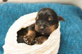 Hundreds of satisfied dkv rottweilers reviews. Newborn Puppies Rottweiler Www Braniganphotography Com Newborn Puppies Puppies Rottweiler Puppies