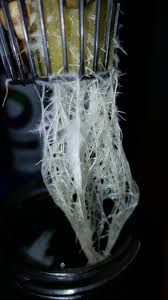 True to its name, this fungus covers plant leaves. Are These Roots Healthy Or Is That White Mold Growing On The Roots Hydro