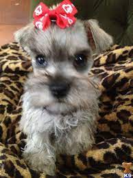 White Miniature Schnauzer Breeders In Texas White Miniature Schnauzer Schnauzer Puppy Schnauzer