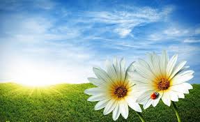 Name, botanical name, pictures, flowers, fruits, animals, scenery, landscape, nature, vietnam, usa, world Beautiful Scenery Flower Images Free Dwonload
