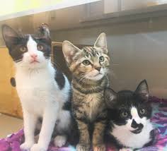 Our drivers can not deliver or adopt in seattle, no parking ,etc. Seattle Humane Ar Twitter Our Cat Adoption Floor Is Full We Have Dozens Of Cats And Kittens Ready For Adoption So Many That We Haven T Been Able To Get Them All On
