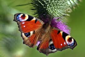 Se denomina invertebrados (en latín, invertebrata) a todos aquellos animales (reino animalia) que no se encuadran dentro del subfilo vertebrata del filo chordata. Animales Invertebrados Ejemplos Y Caracteristicas Con Fotos